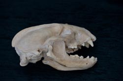 badger